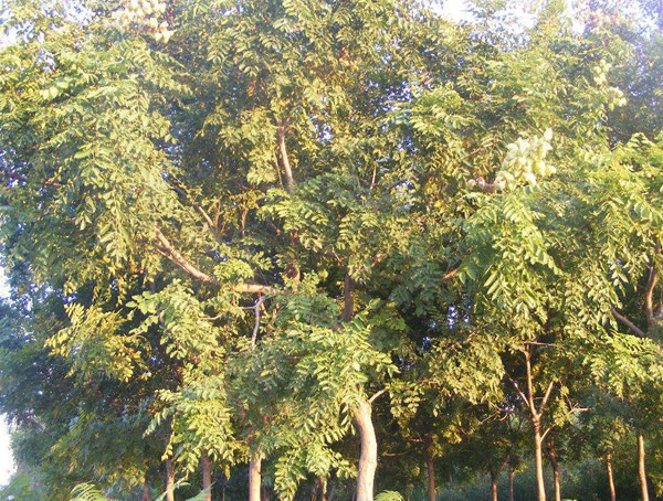 蒙古栎的种植前景如何？