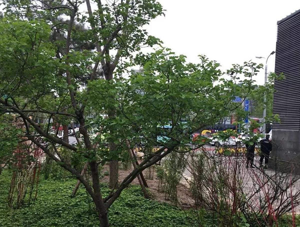 蒙古栎图片大全，丛生蒙古栎图片欣赏