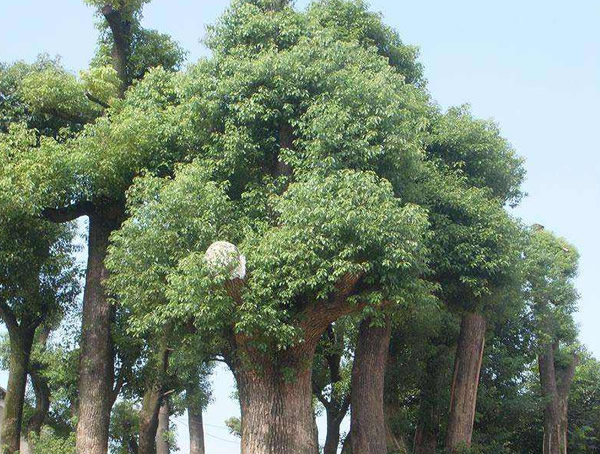 蒙古栎的作用与功效，蒙古栎的果实能不能吃？