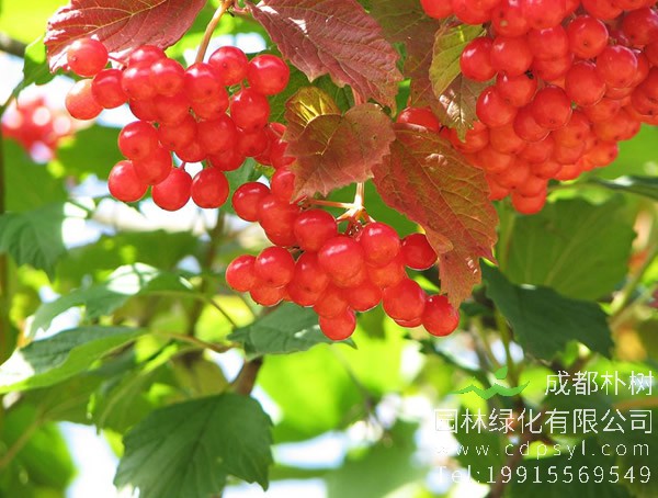 花楸价格-形态特征-生长环境-分布范围-价值分析以及种类