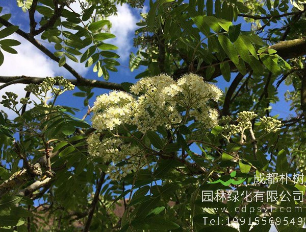 黑果花楸什么时候施肥？