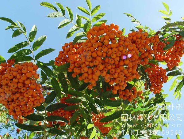 花楸价格-形态特征-生长环境-分布范围-价值分析以及种类