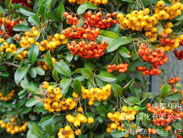 花楸价格-形态特征-生长环境-分布范围-价值分析以及种类