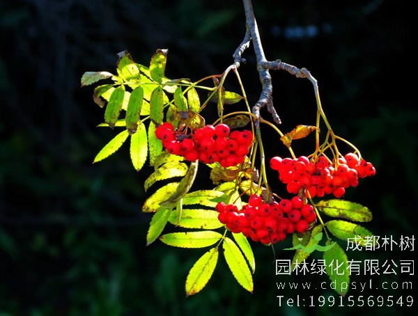 花楸价格-形态特征-生长环境-分布范围-价值分析以及种类