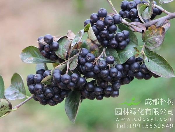 花楸图片大全，最新花楸图片欣赏