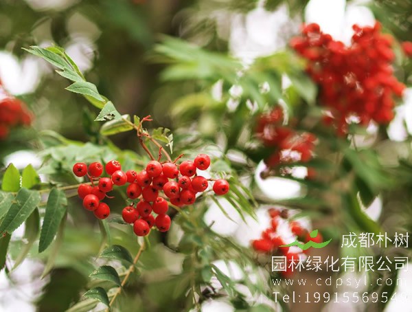 花楸的花语是什么？花楸的花是什么颜色？