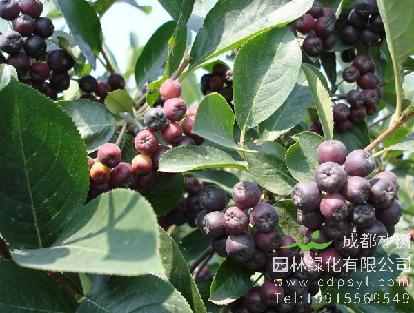 刚栽的黑果花楸两年生怎样修剪？