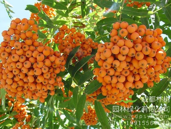 花楸图片大全，最新花楸图片欣赏