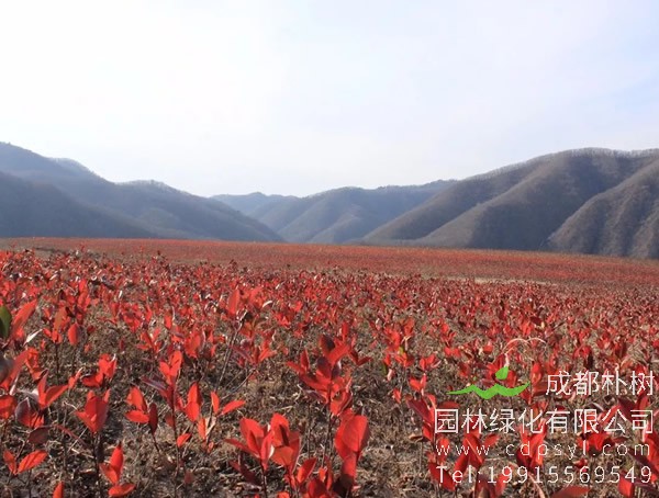 花楸图片大全，最新花楸图片欣赏