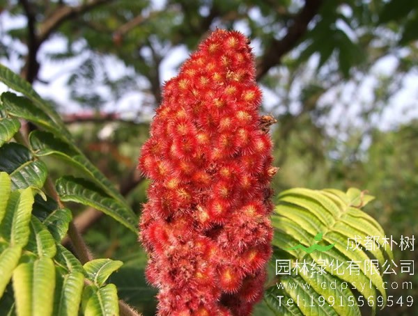 火炬树图片大全，冬天的火炬树图片欣赏