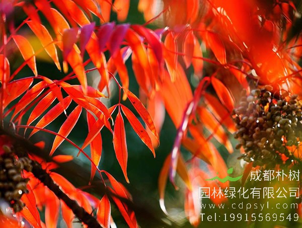 火炬树的药用价值有哪些？又有哪些危害？