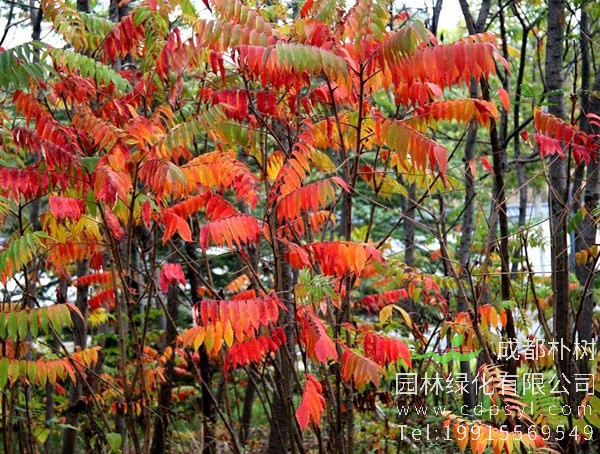 火炬树图片大全，冬天的火炬树图片欣赏