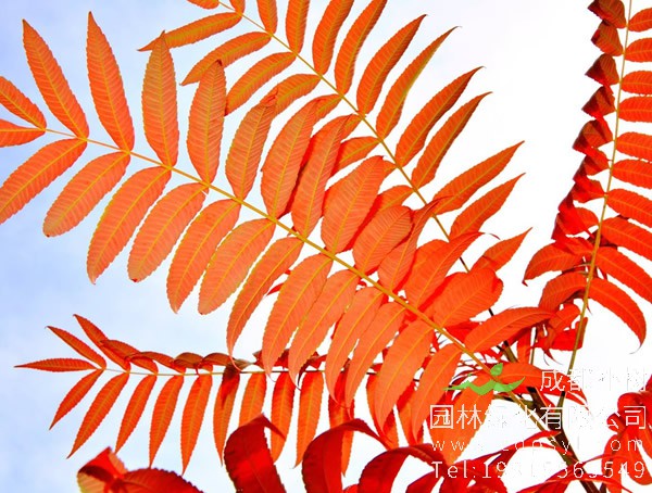 火炬树的特点是什么？