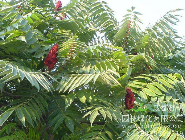 火炬树图片大全，冬天的火炬树图片欣赏