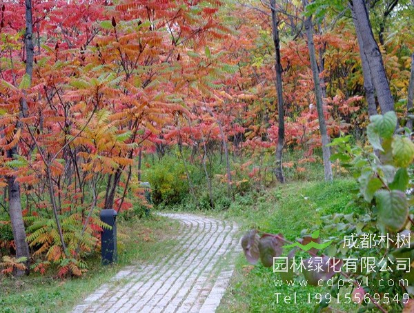 火炬树图片大全，冬天的火炬树图片欣赏