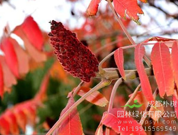 火炬树的果实像什么？