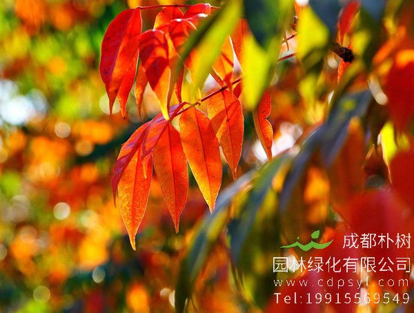 火炬树图片大全，冬天的火炬树图片欣赏