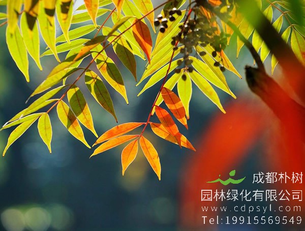 火炬树图片大全，冬天的火炬树图片欣赏