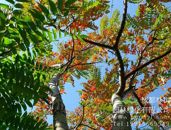 火炬树怎么养？火炬树的形态特征是什么？