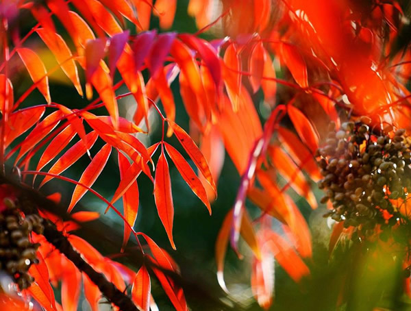 火炬树的药用价值有哪些？又有哪些危害？