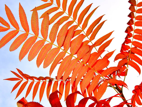 火炬树的特点是什么？