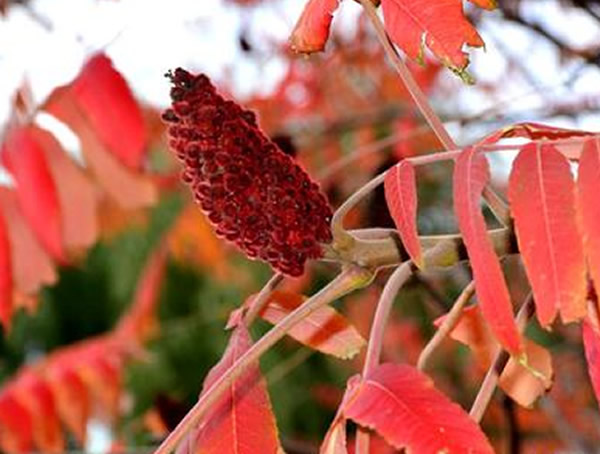 火炬树的果实像什么？