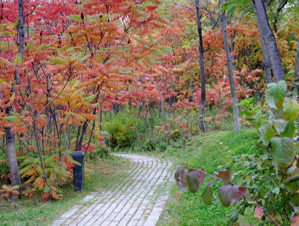 火炬树的果实有什么用处？