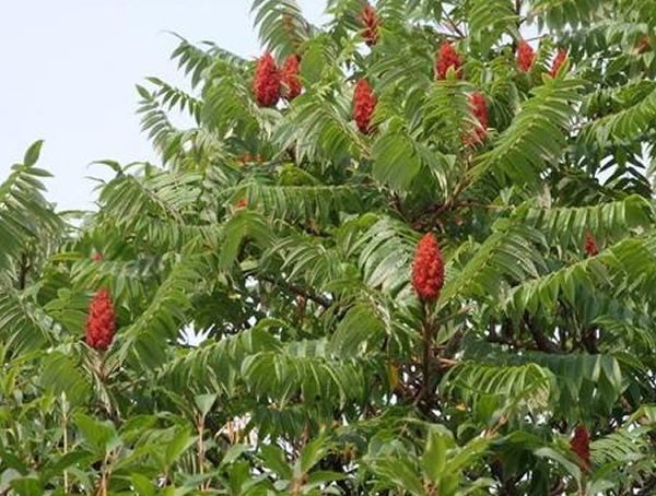 火炬树的果实能吃吗？