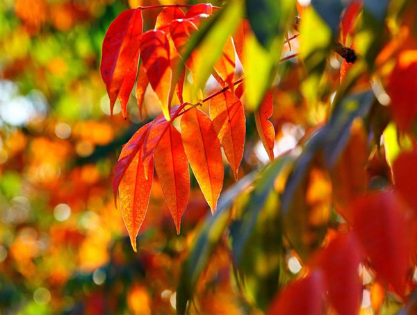 火炬树的生长习性有哪些？火炬树有哪些观赏价值？