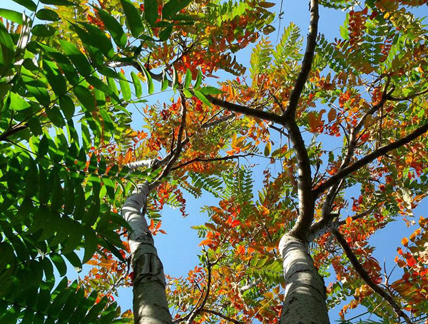 火炬树怎么养？火炬树的形态特征是什么？