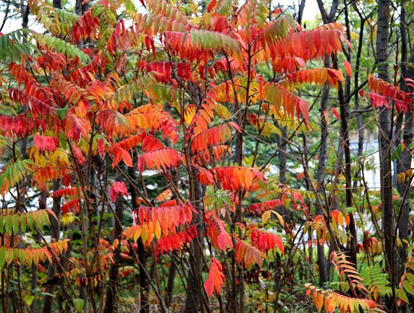 火炬树寿命是多少年？