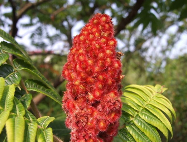 火炬树的繁殖技术有哪些？