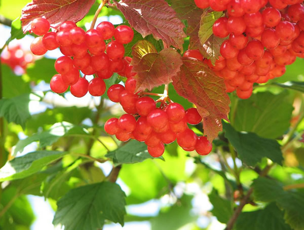 花楸价格-形态特征-生长环境-分布范围-价值分析以及种类