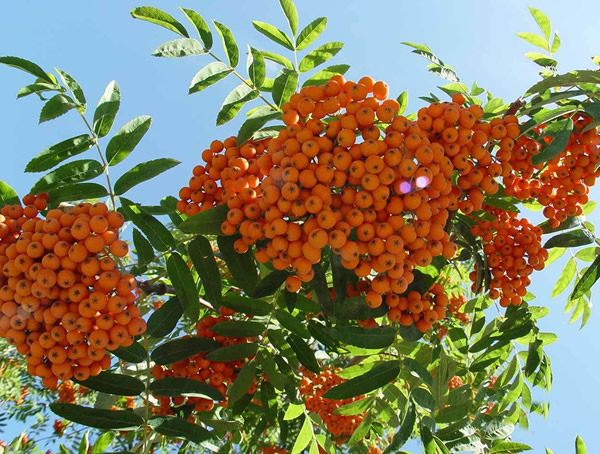 花楸果的功效与作用有哪些？