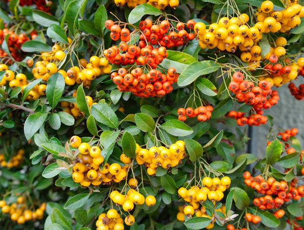 花楸的形态特征有哪些？