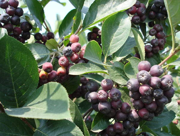 刚栽的黑果花楸两年生怎样修剪？