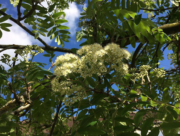 黑果花楸什么时候施肥？