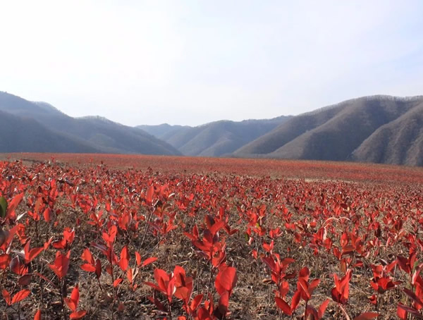 花楸的繁殖技术、育苗以及田间管理介绍