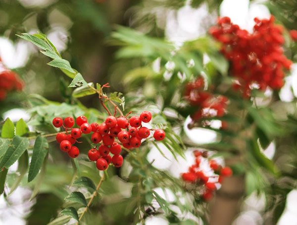 花楸的花语是什么？花楸的花是什么颜色？