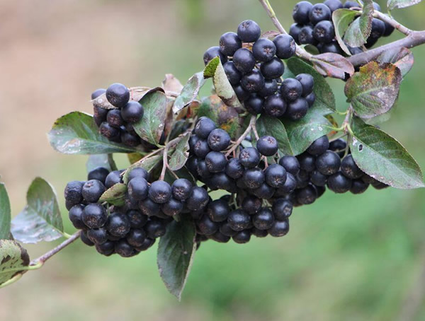 花楸图片大全，最新花楸图片欣赏