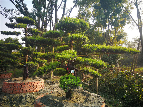 罗汉松该怎么弄造型？