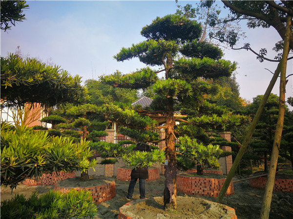 罗汉松苗怎么为以后的盆景造型做准备？