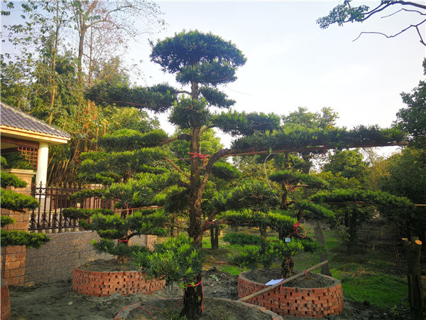 四川罗汉松盆景如何造型？