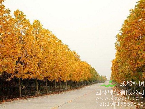 马褂木价格-图片-生态习性-形态特征-分布范围-繁殖方法-园林用途