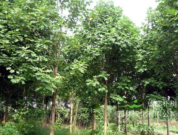 马褂木图片大全，最新马褂木叶子图片欣赏