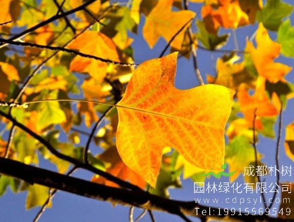 马褂木图片大全，最新马褂木叶子图片欣赏