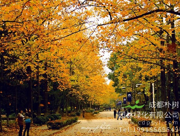 马褂木价格-图片-生态习性-形态特征-分布范围-繁殖方法-园林用途