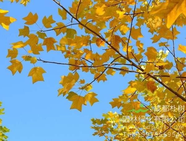 马褂木图片大全，最新马褂木叶子图片欣赏