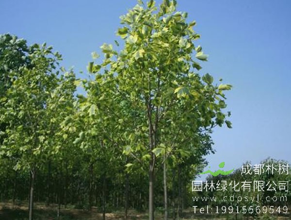 马褂木图片大全，最新马褂木叶子图片欣赏