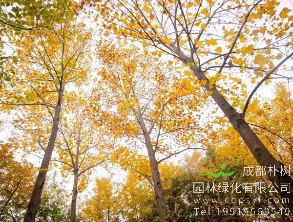 马褂木图片大全，最新马褂木叶子图片欣赏